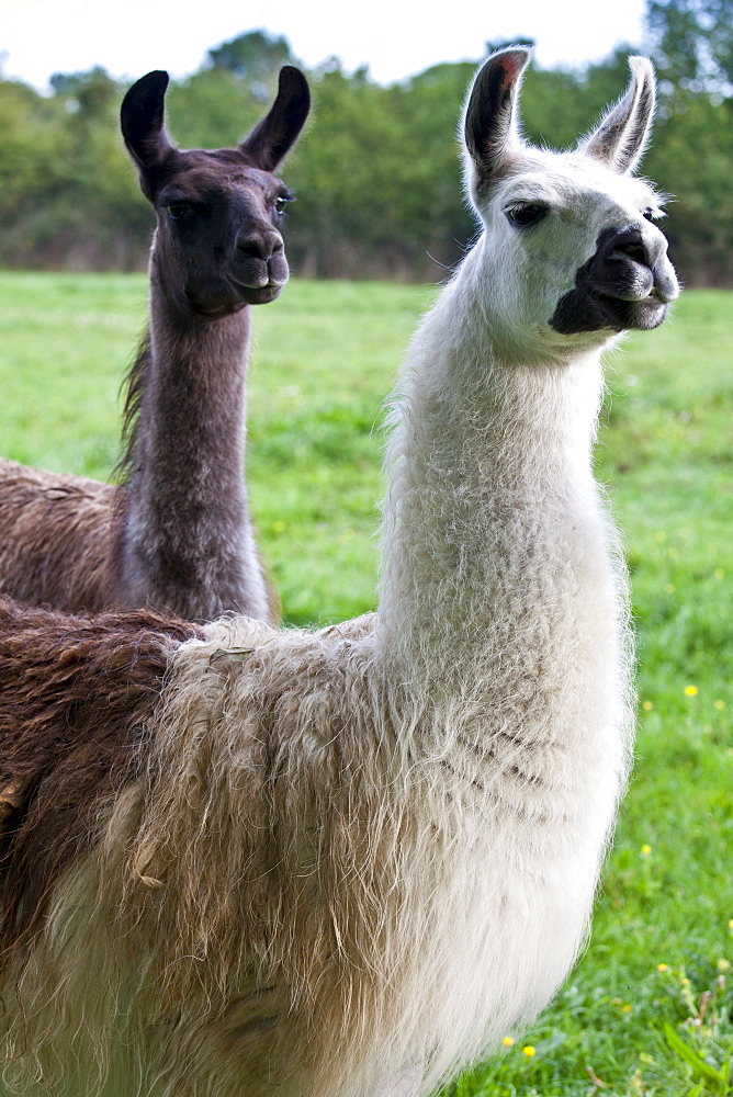 Pair of adult llamas, one male one female, at Ferme de l'Eglise, Normandy, France