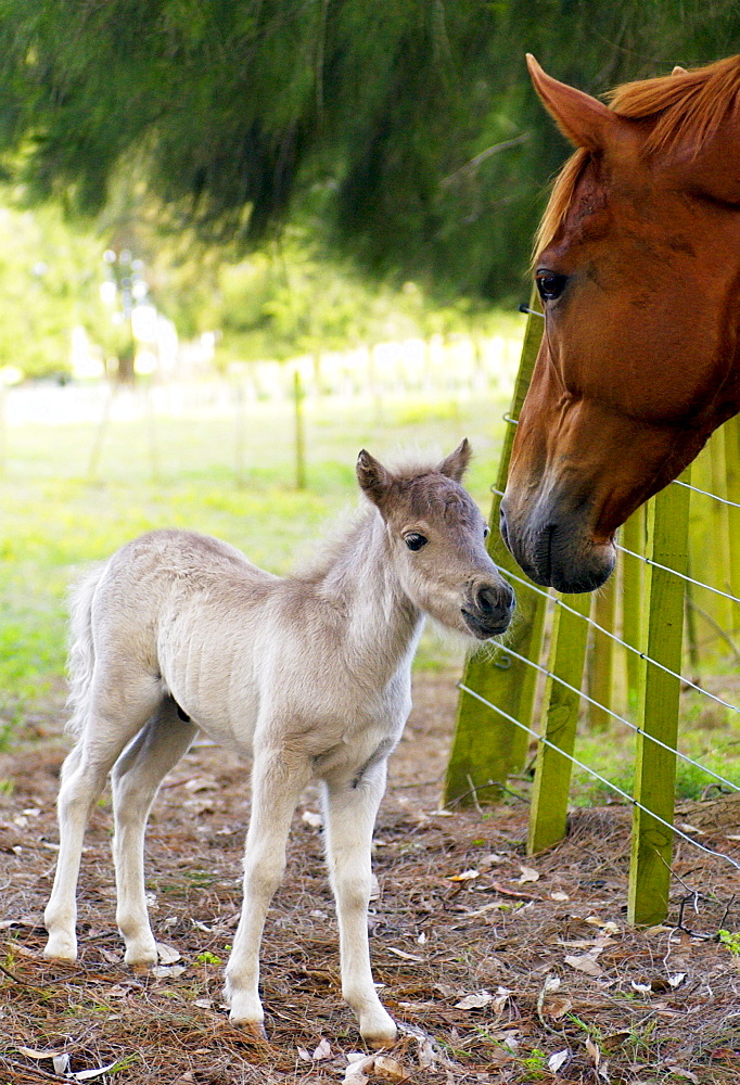 Shetland pony  foal meeting horse in neighbouring field, North Island, New Zealand