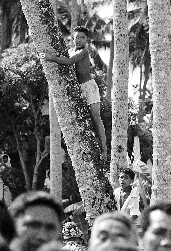 Child climbs tree for vantage point as native people attend tribal gathering in Western Samoa, South Pacific