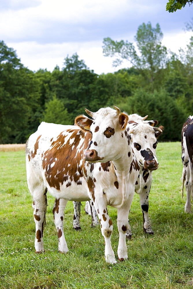 Brown and white French Normandy herd of cows in a meadow in rural Normandy, France