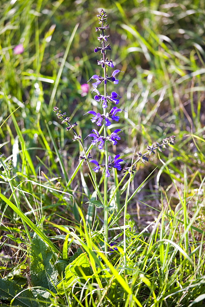 Wildflowers in France