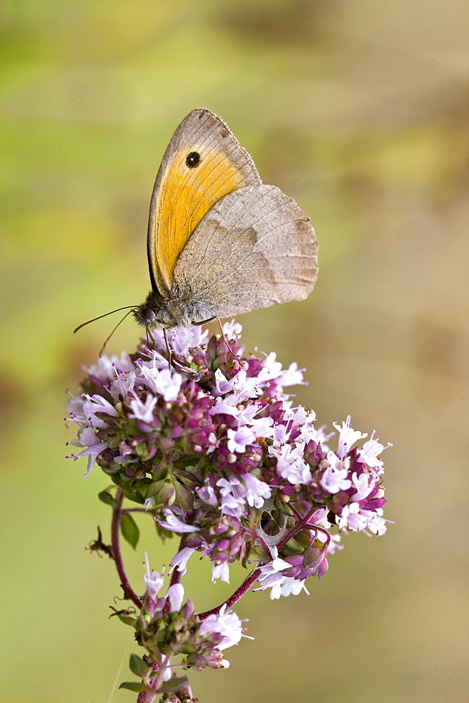 Butterfly searching for nectar in the Dordogne, France