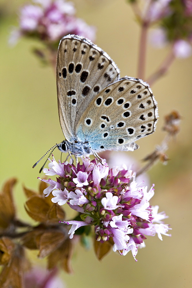 Butterfly searching for nectar in the Dordogne, France