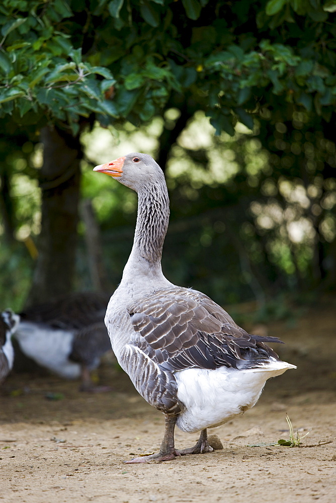 Grey goose used for Foie Gras near Sarlat, Perigord region, Dordogne, France