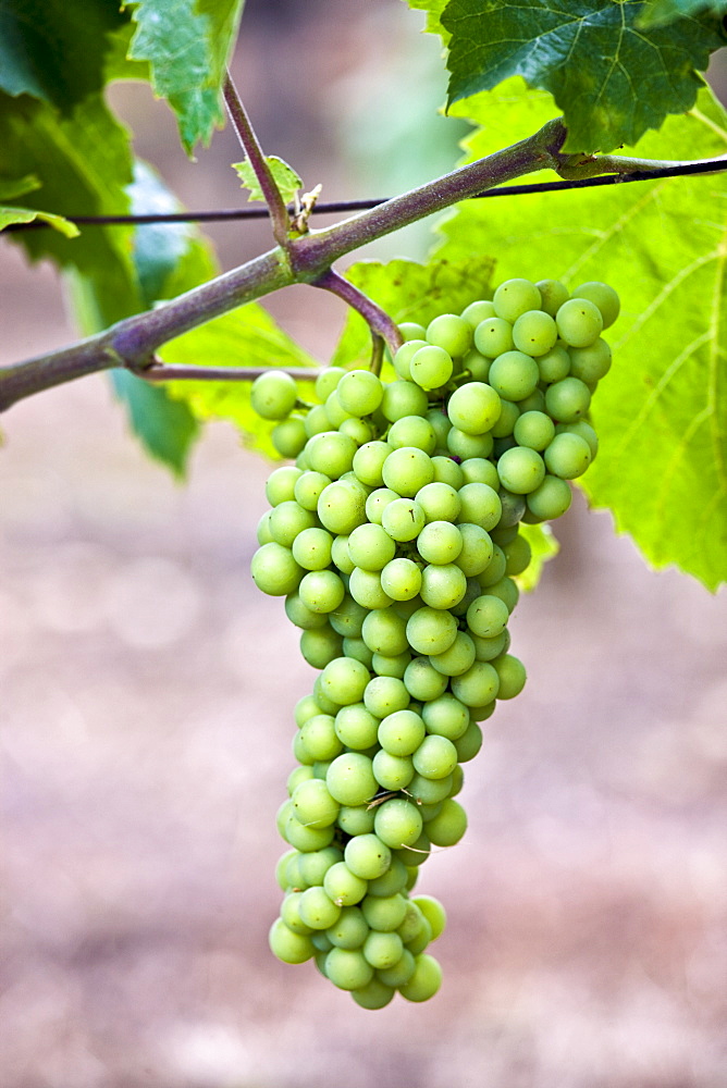 Green grapes ripening on grapevine in vineyard in the Dordogne, France