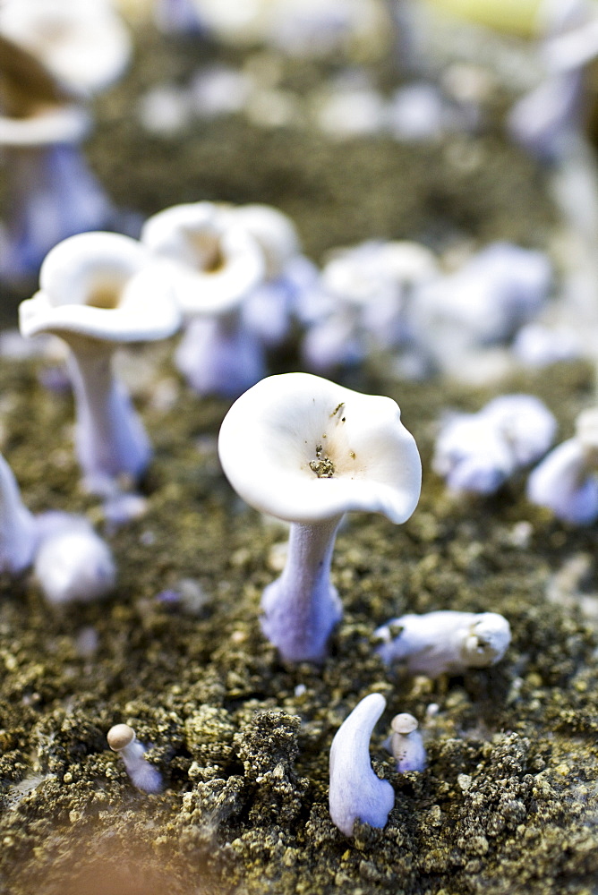 Wood blewit, Lepista nuda, mushrooms growing underground in compost in cave in the Loire Valley, France