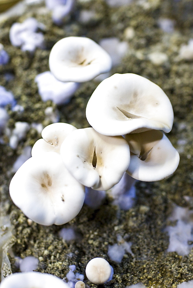 Wood blewit, Lepista nuda, mushrooms grow in underground cave at Le Saut Aux Loups at Montsoreau, France