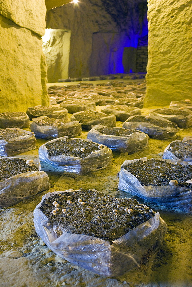 Champignon de Paris mushrooms, Psalliota Hortensis, growing in former troglodyte cave in the Loire Valley, France