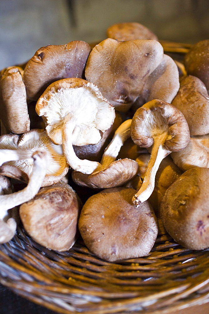 Basket of shitake mushrooms in former troglodyte cave at Le Saut aux Loups, Loire Valley, France