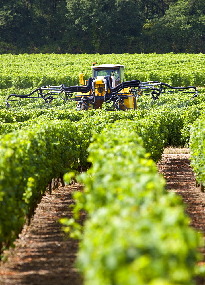 Vine tractor crop-spraying vines in a vineyard at Parnay, Loire Valley, France