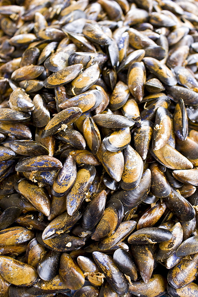 Seafood live mussels, moules, on sale at farmers market in Normandy