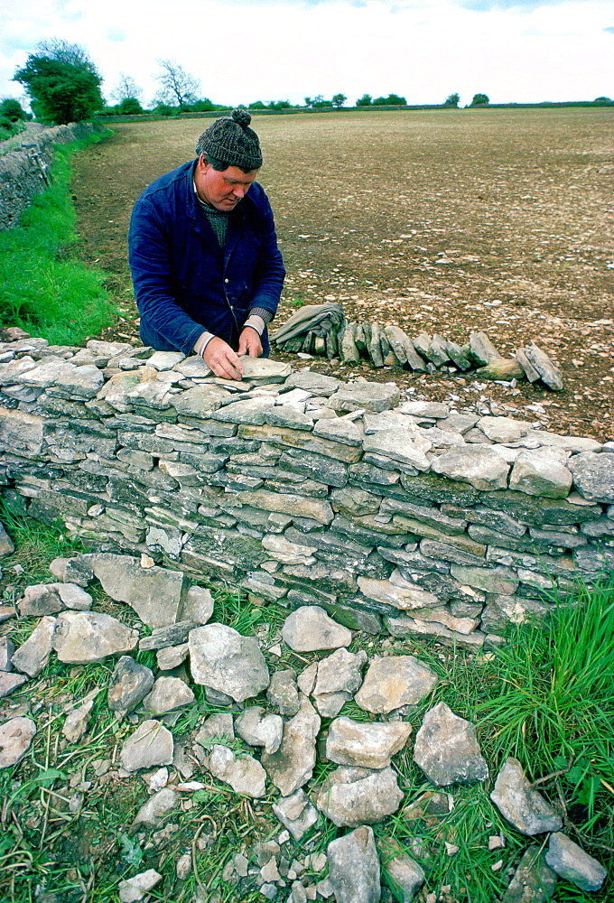 Man building a dry stone wall using Cotswolds stones and traditional skills (without using cement)  in the Cotswolds, England