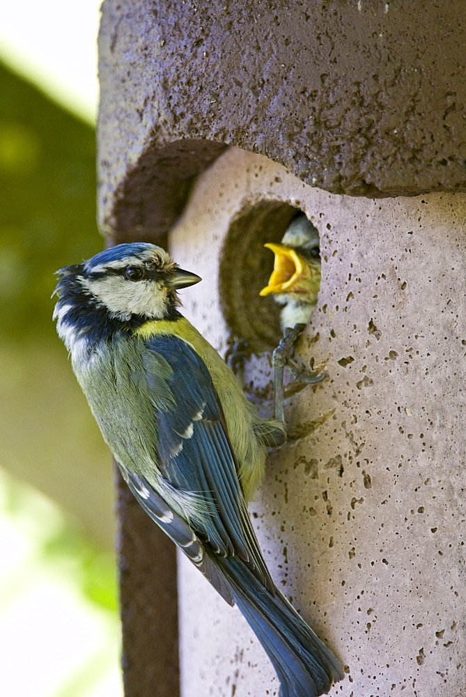 Bluetit bird feeding hungry young nestling in a garden bird box, The Cotswolds, Oxfordshire, England, United Kingdom