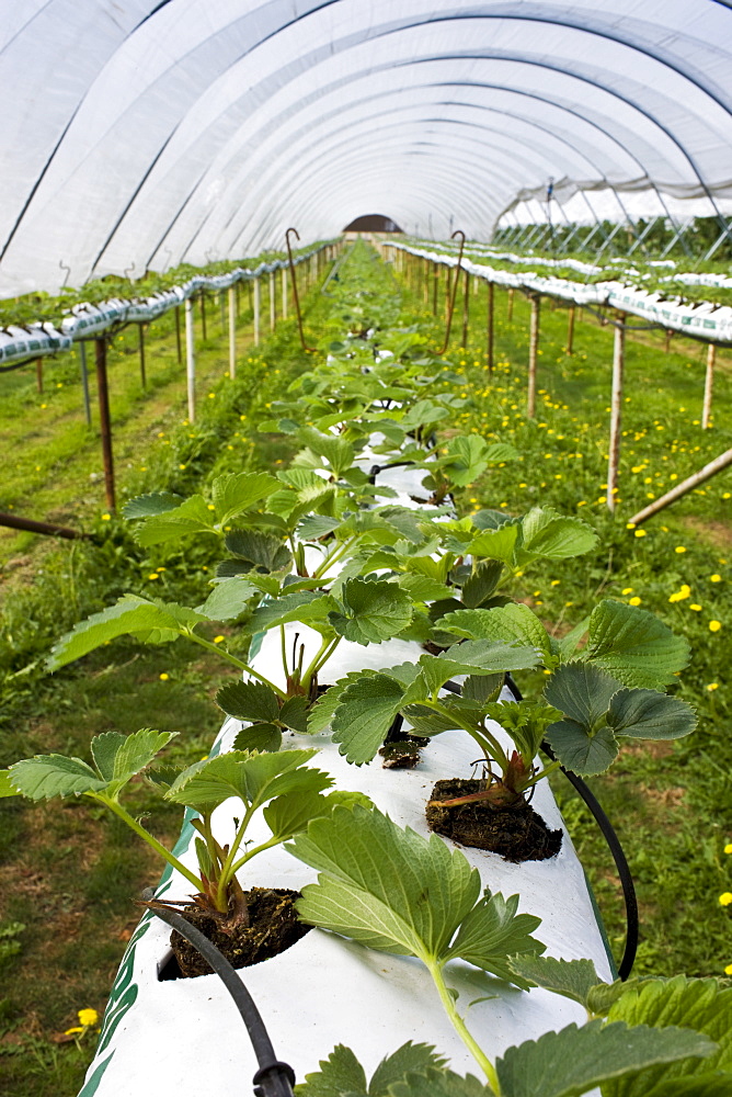 Strawberry plants growing in compost in a polythene fruit tunnel in Gloucestershire, England, United Kingdom