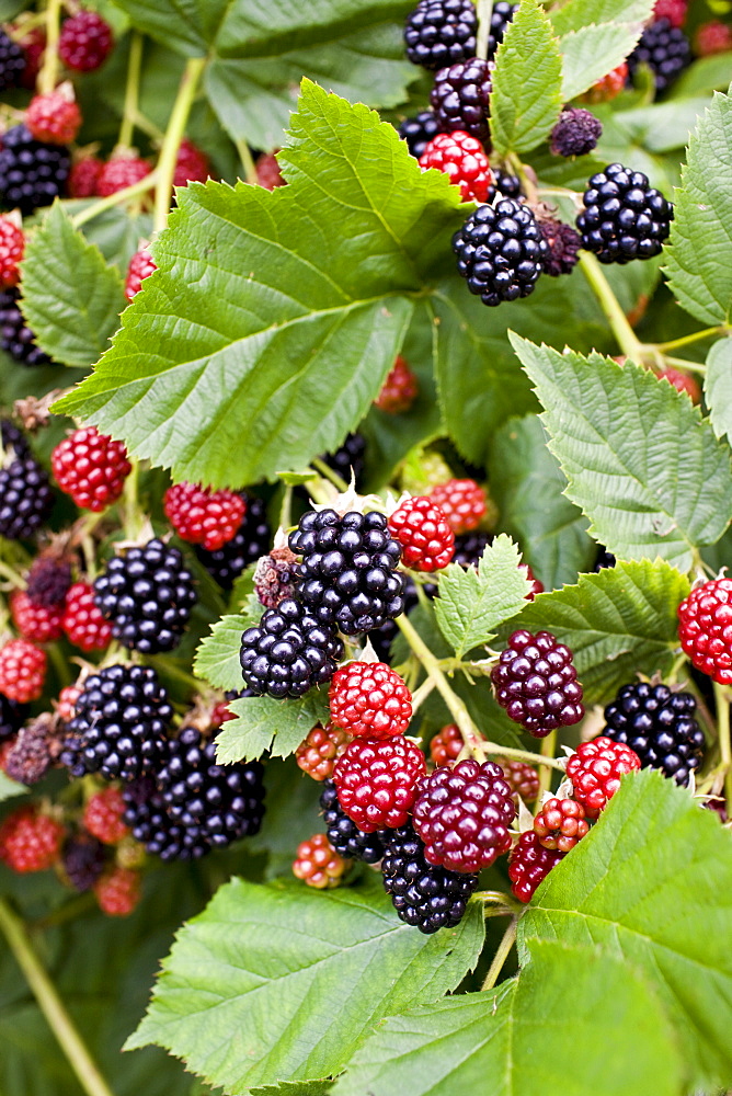 Blackberries growing on a bush in Gloucestershire, England, United Kingdom