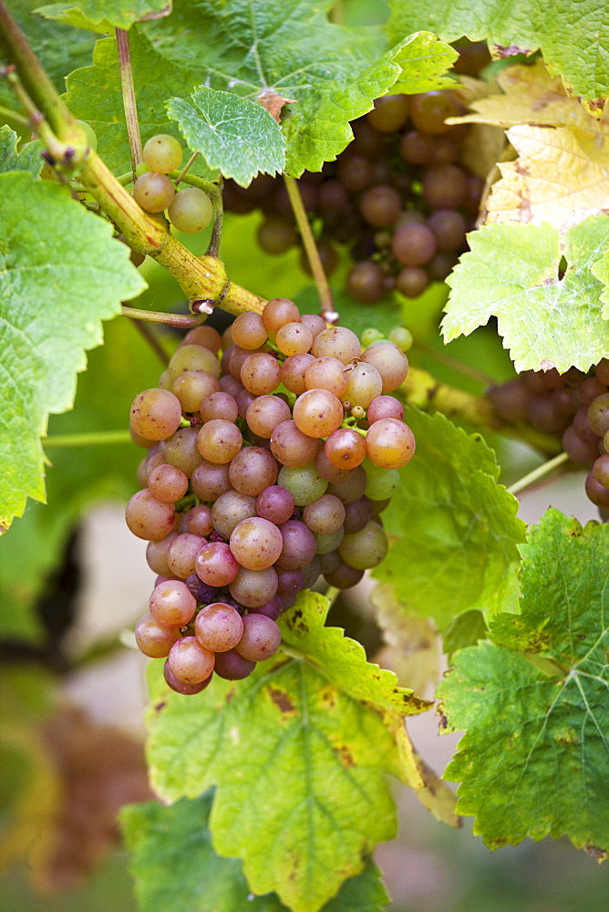 Siegerrebe grapes growing on grapevines for British wine production at The Three Choirs Vineyard, Newent, Gloucestershire