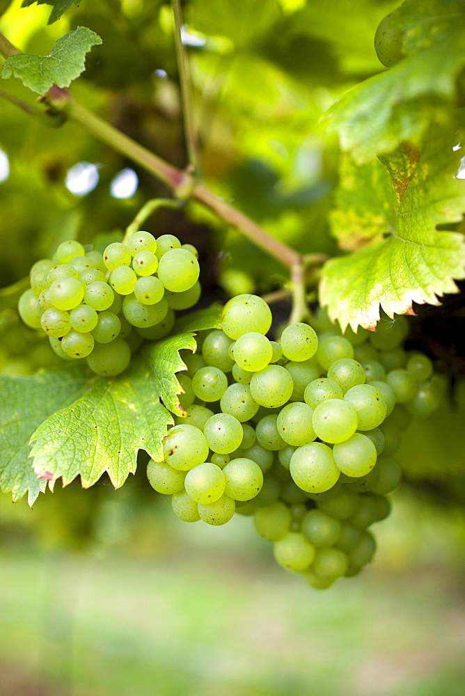 Huxelrebe grapes growing on grapevines for British wine production at The Three Choirs Vineyard, Newent, Gloucestershire