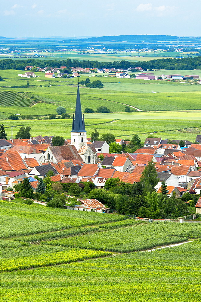 Chardonnay vines at the village of Chamery in the Champagne-Ardenne region, France, Europe