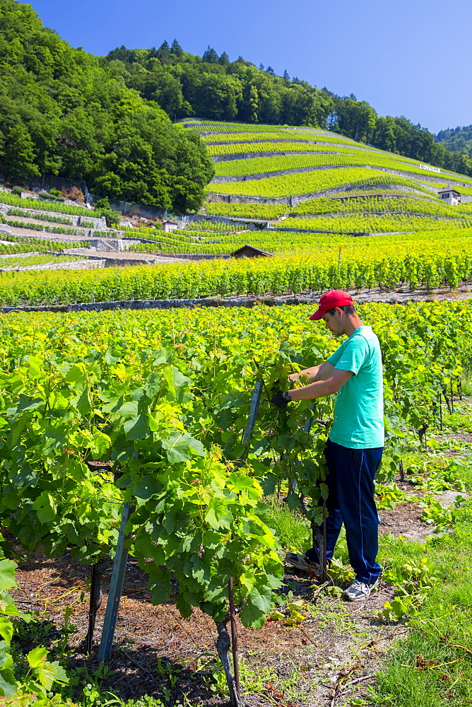 Worker trimming Chablais vines at wine estate, Clos du Rocher, at Yvorne in the Chablais region, Vaud, Switzerland, Europe