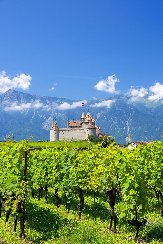 Chablais vines in front of the Chateau de Aigle and the village of Aigle in the Chablais region, Vaud, Switzerland, Europe