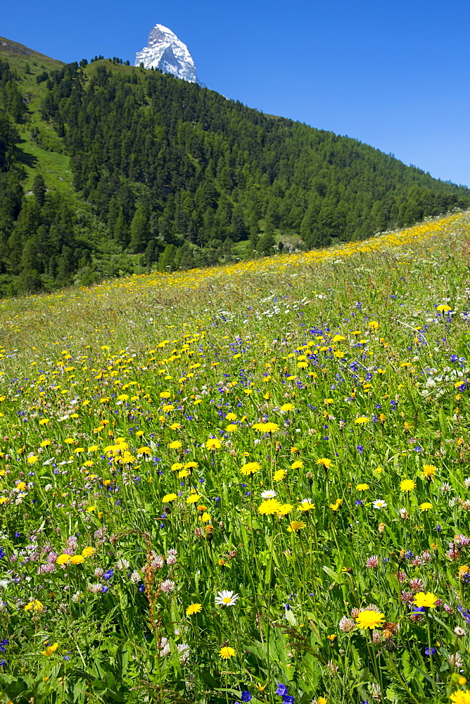 Alpine wildflower meadow in the Swiss Alps below the Matterhorn near Zermatt, Valais, Switzerland, Europe