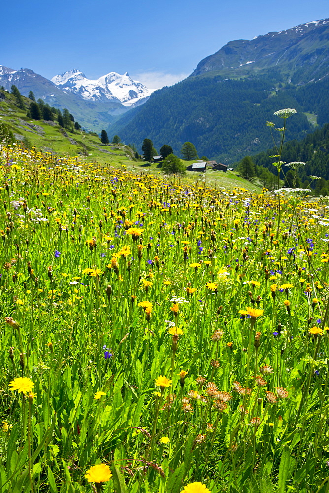 Alpine wildflower meadow in the Swiss Alps below the Matterhorn near Zermatt, Valais, Switzerland, Europe