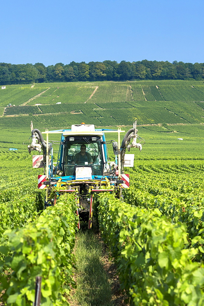 Vine tractor trimming grapevines along the Champagne Tourist Route in Vertus, the Marne Valley, Champagne-Ardenne, France, Europe