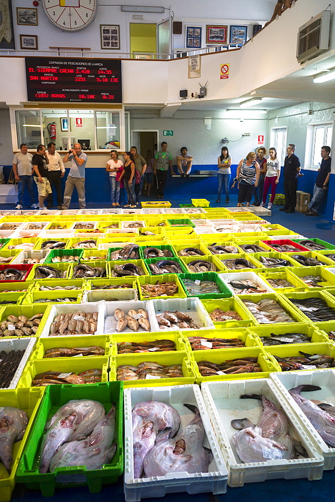 Auction of freshly-caught fish at Confradia de Pescadores de Luarca, Confederation of Luarca Fishermen, Puerto Luarca, Asturias, Spain, Europe