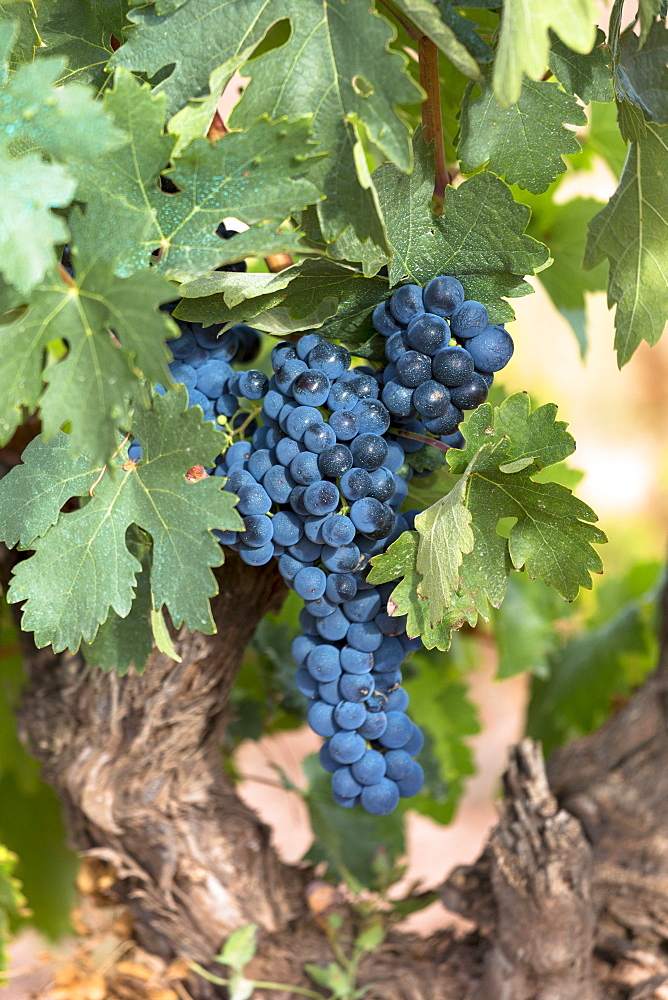 Black grapes on a vine along Ruta del Vino wine route in the Rioja region of Spain, Europe