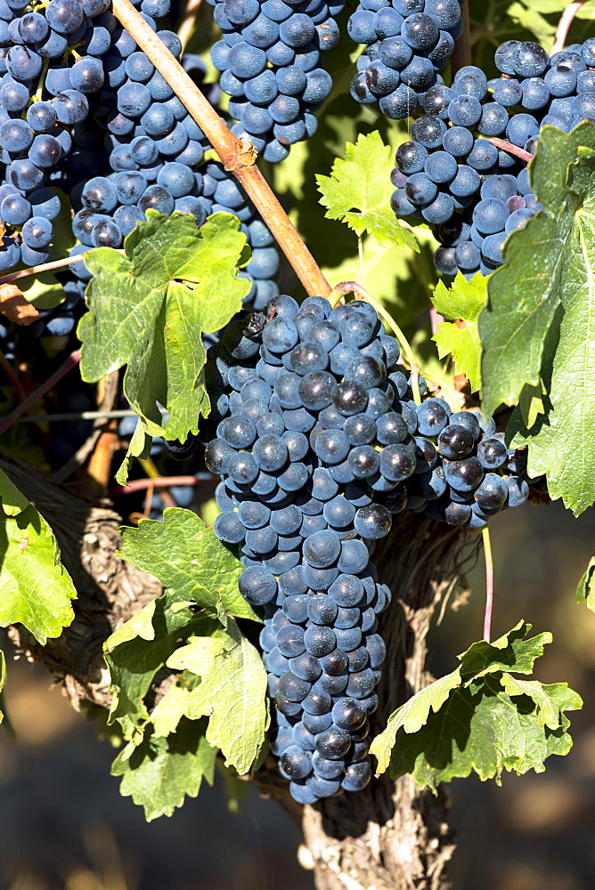 Tempranilla black grapes for Rioja red wine in vineyard in Rioja-Alavesa area of Basque country, Euskadi, Spain, Europe