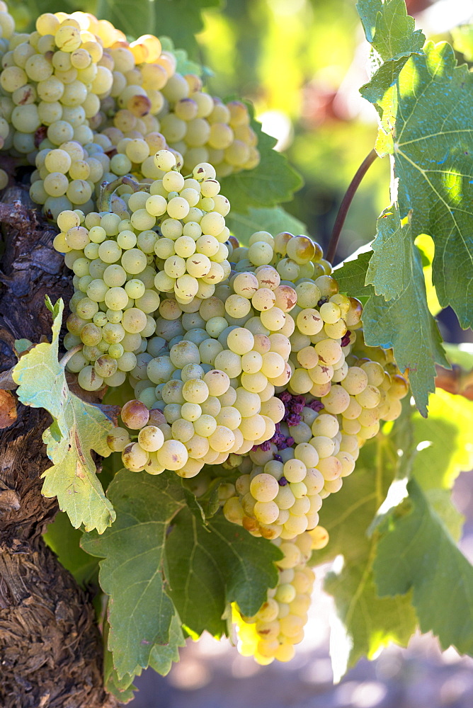 Viura green grapes for Rioja white wine in vineyard in Rioja-Alavesa area of Basque country, Euskadi, Spain, Europe