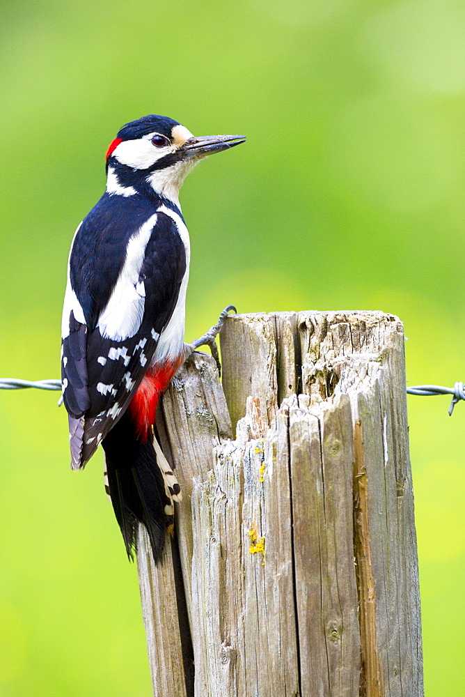 Lesser spotted woodpecker (Dendrocopus minor) using claws to cling on to wooden post supporting barbed wire, England, United Kingdom, Europe