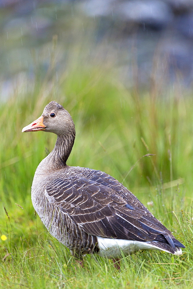 Greylag goose (Anser anser), Isle of Mull, Inner Hebrides and Western Isles, Scotland, United Kingdom, Europe