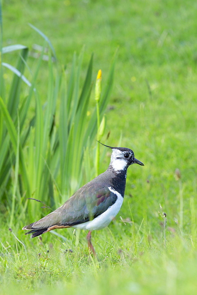 Northern lapwing (peewit) (pewiton) (Vanellus vanellus), Isle of Mull, Inner Hebrides and Western Isles, Scotland, United Kingdom, Europe