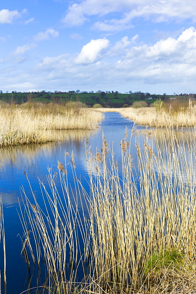 Reeds in reedbed and marshes in The Somerset Levels Nature Reserve, Somerset, England, United Kingdom, Europe