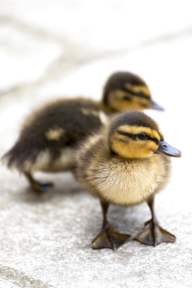 Cute fluffy newly hatched Mallard ducklings (Anas platyrhynchos), in England, United Kingdom, Europe