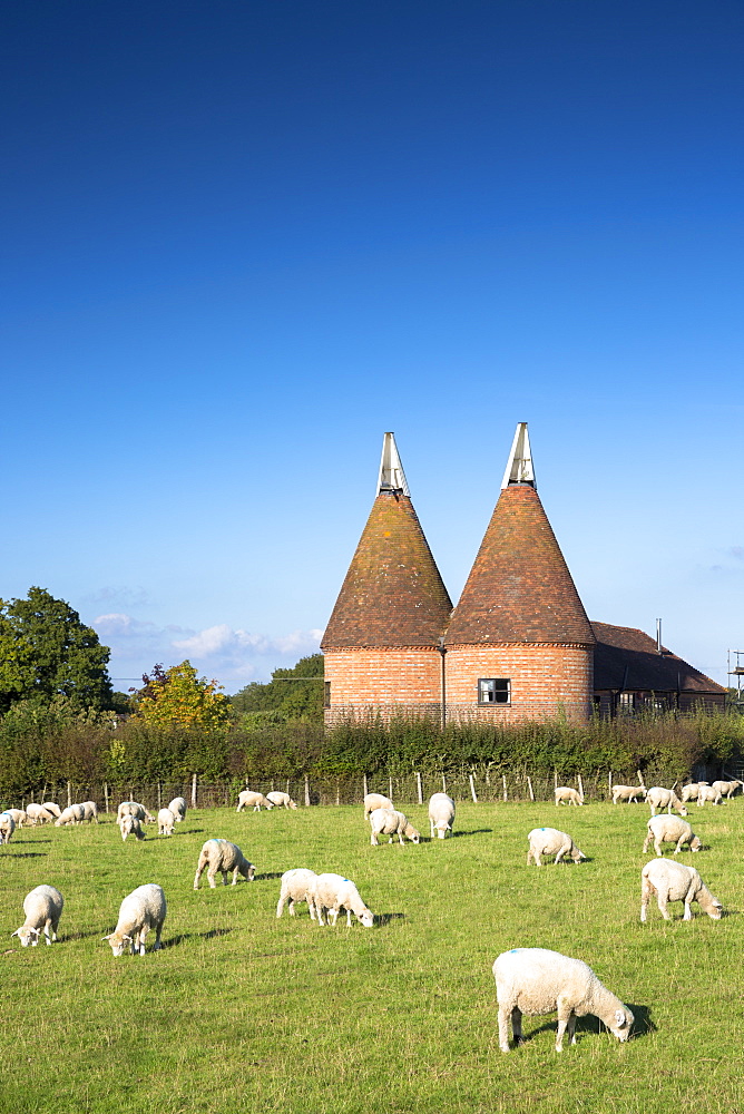 Traditional old Kentish oast house, hop kiln, for kilning (drying) hops for beer at Sissinghurst in Kent, England, United Kingdom, Europe