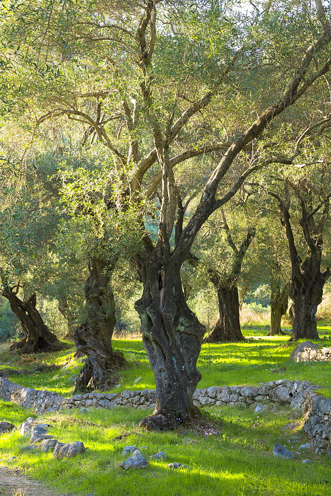 Sunlight through old olives trees (Olea europaea) in olive grove for traditional olive oil in sub-tropical climate of Corfu, Greek Islands, Greece, Europe