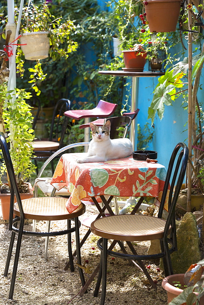 Brown and white cat on table in patio garden of house in village of Peroulades, Northern Corfu, Corfu, Greek Islands, Greece, Europe