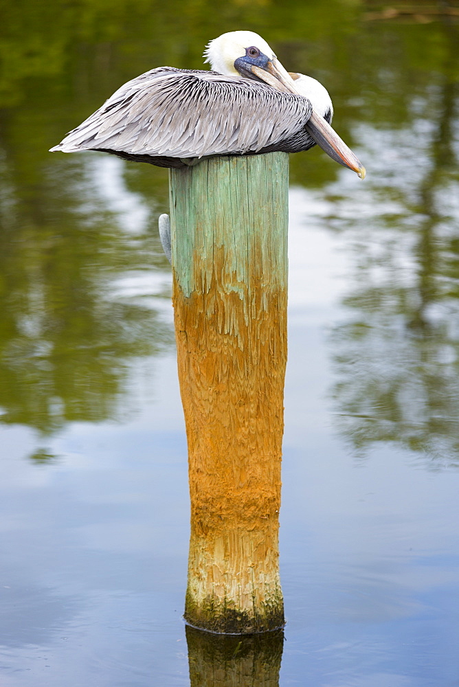 Brown Pelican, Pelecanus occidentalis, a large shorebird roosting on a pole at Captiva Island, Florida, USA