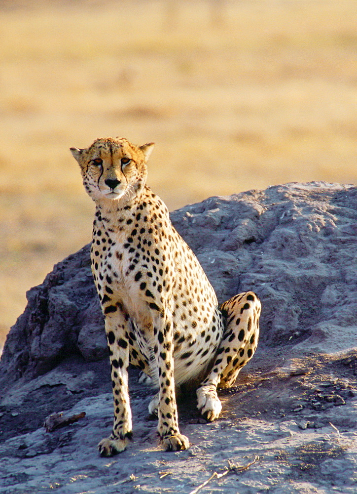 Cheetah using an old termite mound to watch for approaching prey in Moremi National Park, Botswana, Africa