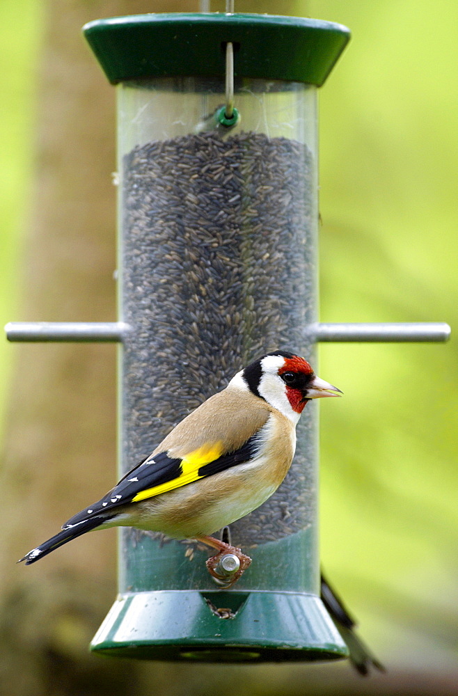 Goldfinch on a birdfeeder loaded with thistle / niger seeds, Cotswolds, England