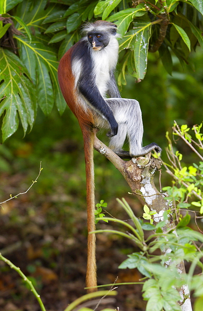 Zanzibar Red Colobus monkey, one of Africa's rarest primates 