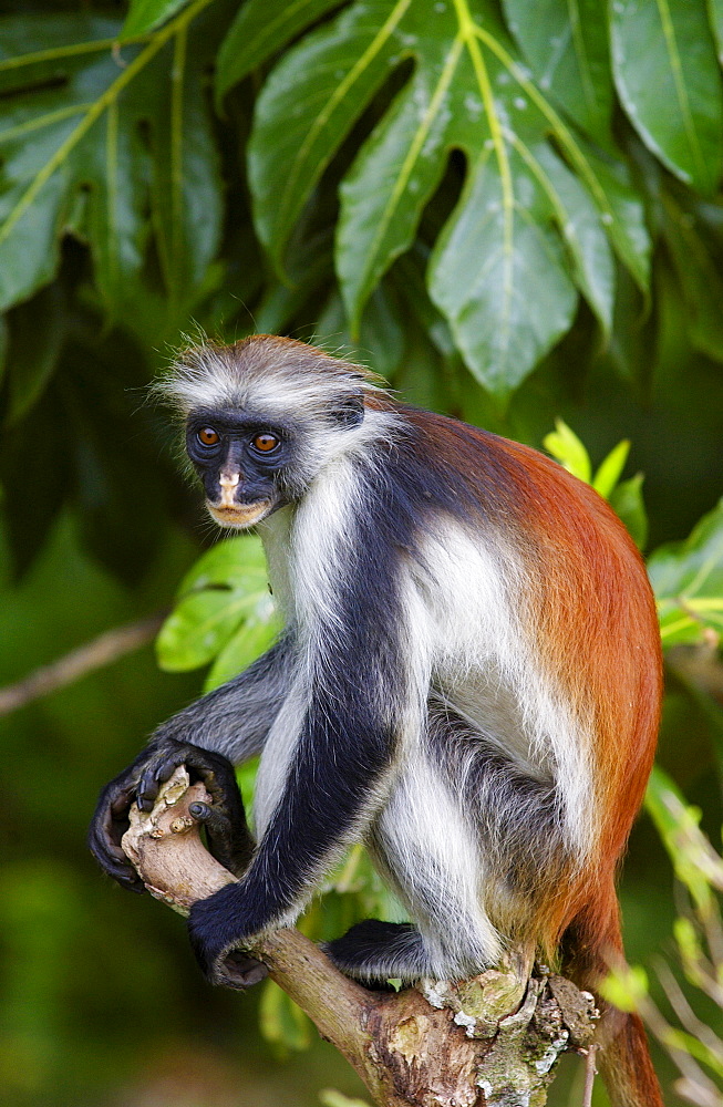 Zanzibar Red Colobus monkey, one of Africa's rarest primates 