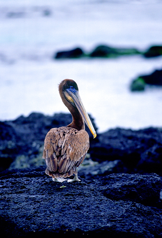 Brown Pelican on Santa Cruz,  Galapagos Islands, Ecuador