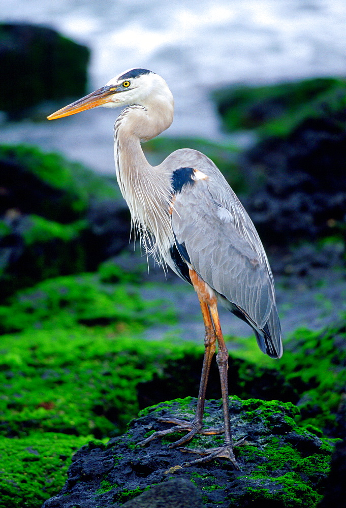 Great Blue Heron on Santa Cruz, Galapagos Islands, Ecuador