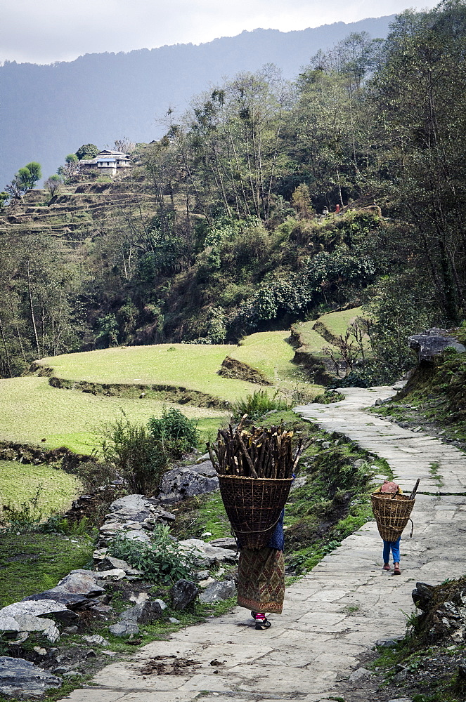 A woman and daughter carry firewood in dolkas back home to Ghandruk, Nepal, Asia 