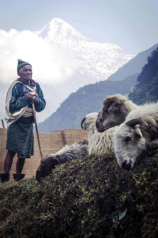 A shepherd and his sheep with Hiunchuli, 6441m, in the background, Landruk, Annapurna Conservation Area, Nepal, Asia