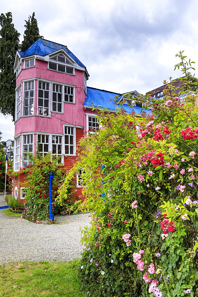 Brightly coloured pink building and pink roses, Chiloe, capital of Castro, Isla Grande de Chiloe, Chile, South America