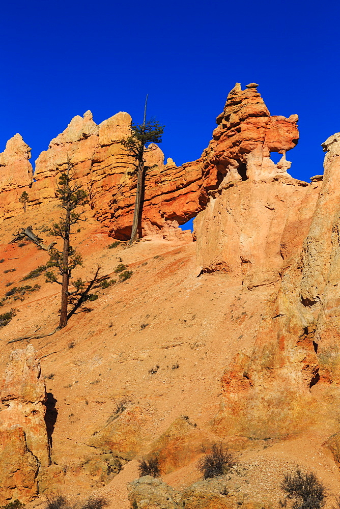 Dragon-shaped rock lit by late afternoon sun, winter, Mossy Cave Trail, Bryce Canyon National Park, Utah, USA